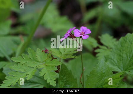 Kleine lila Blumen auf einer Waldlichtung. Stockfoto