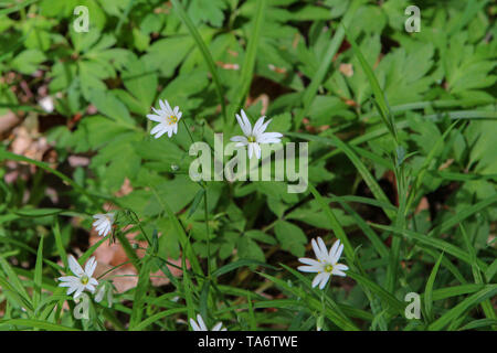 Kleine weiße Blumen auf einer Waldlichtung. Stockfoto