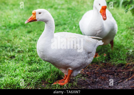 Weiß ziemlich Gänse auf grünem Gras am Tag Stockfoto