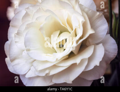 Zarte frische weiße eustoma Blume groß Für vorhanden ans gute Laune Stockfoto