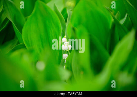 Lily Of The valley Stockfoto
