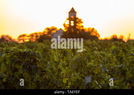 Sonnenuntergang über den Weinbergen von Montagne in der Nähe von Saint Emilion. Gironde, Aquitaine. Frankreich Stockfoto