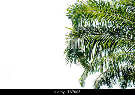 Palm Blätter auf weißem Hintergrund Stockfoto