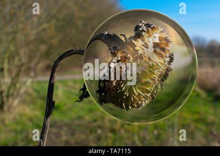 Verwelkte Sonnenblumen in den Frühling mit bokeh Hintergrund habe ich eine lensball Stockfoto