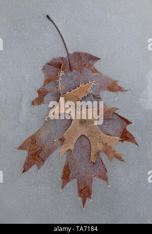 Frost - rot Eiche (Quercus in Eis, Winter eingehüllt, durch Überspringen Moody/Dembinsky Foto Assoc Stockfoto