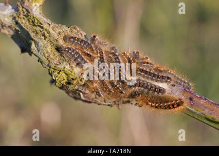 Braun-tailed Moth (Euproctis chrysorrhoea) Stockfoto