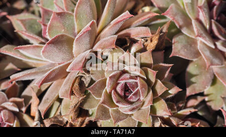 Sempervivum Bronze Pastell rosette Blume Nahaufnahme. Sempervivum ist eine Gattung von Blütenpflanzen in der Crassulaceae Familie, allgemein bekannt als houseleeks Stockfoto