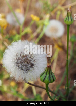 Tragopogon dubius. Western Schwarzwurzeln. Löwenzahn Blumen mit Blüten. Milchstraße Flaum. Wilde Blume. Nahaufnahme Stockfoto