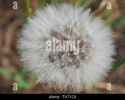 Tragopogon dubius. Western Schwarzwurzeln. Löwenzahn Blume. Milchstraße Flaum. Wilde Blume. Nahaufnahme Stockfoto