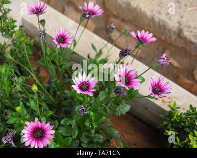 Osteospermum fruticosum, auch als afrikanische Daisy, Daisy Bush oder African Moon ist ein Strauchigen, halb saftige krautige Pflanze. Weiße Blüten. Stockfoto