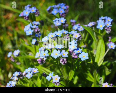 Blau Myosotis alpestris oder alpinen Vergiss mich nicht ist eine krautige Strauchigen mehrjährige Pflanze in der blühenden Pflanze Familie Boraginaceae. Myosotis arvensis. Stockfoto