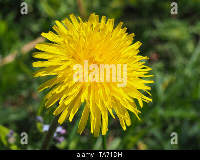 Taraxacum officinale allgemein als gewöhnlicher gelber Löwenzahn wachsen in der wilden Wiese. Nahaufnahme der Blüte Blüte im Hintergrund des grünen Grases. Stockfoto