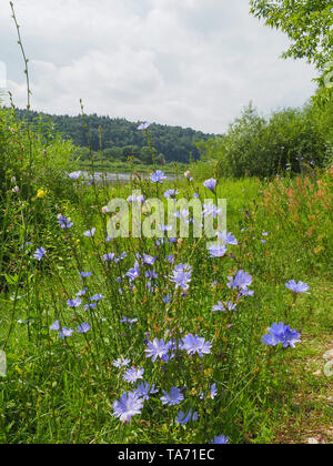 Gemeinsame oder wegwarte Cichorium intybus Blüten meist blauen Matrosen, essbare Zichorie genannt, Unkraut, succory ist eine krautige Staude Pflanze Stockfoto