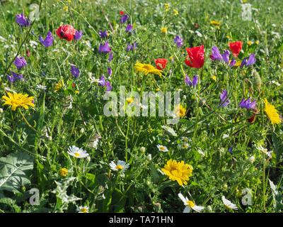 Roter Mohn Blumen, lila Echium vulgare oder der Viper bugloss, White Daisy, gelben Anthemis dolmetsch oder Kamille blüht in der Wiese. Bunte Feld. Stockfoto