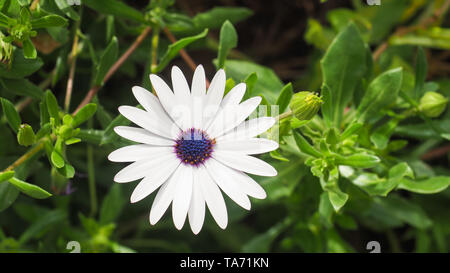 Osteospermum fruticosum, auch als afrikanische Daisy, Daisy Bush oder African Moon ist ein Strauchigen, weißen Blüten mit violetten und gelben Flecken in der Mitte. Stockfoto