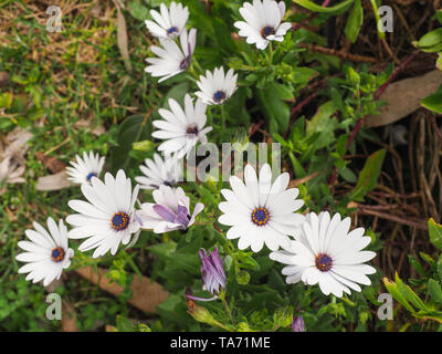 Osteospermum fruticosum, auch als afrikanische Daisy, Daisy Bush oder African Moon ist ein Strauchigen, halb saftige krautige Pflanze. Weiße Blüten. Stockfoto