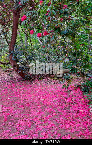 Rhododendron Blütenblätter auf den Boden unter Bush, Norfolk, England Stockfoto