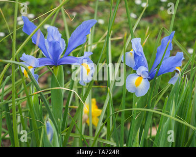 Blau Dutch Iris, auch bekannt als Iris x Hollandica, Orchidee - wie Blumen mit seidigen Blüten. Es ist eine beliebte Gartenpflanze der Familie Iridaceae. Stockfoto