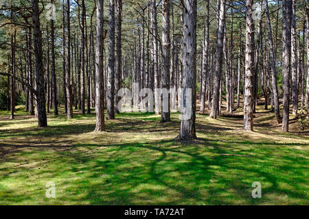 Küsten woodland am holkham Beach, North Norfolk, England Stockfoto