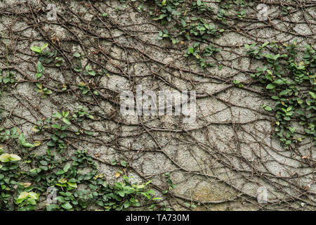 Grüne Blätter Wand Hintergrundtextur Stockfoto