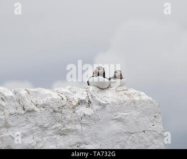 Zwei puffins sitzen auf getünchte Wand Stockfoto