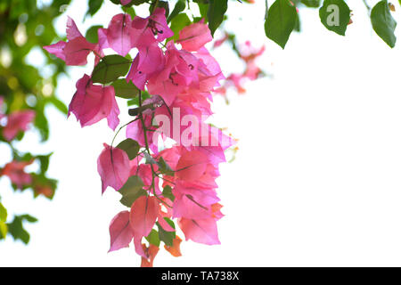 Rosafarbene Bougainvillea Blüten. Stockfoto