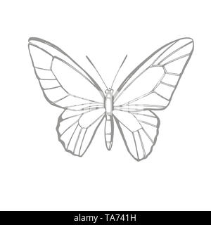 Schmetterlinge Silhouetten. Schmetterling Symbole auf weißem Hintergrund. Grafische Darstellung Stockfoto