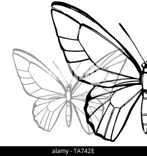 Schmetterlinge Silhouetten. Schmetterling Symbole auf weißem Hintergrund. Grafische Darstellung Stockfoto