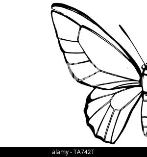 Schmetterlinge Silhouetten. Schmetterling Symbole auf weißem Hintergrund. Grafische Darstellung Stockfoto