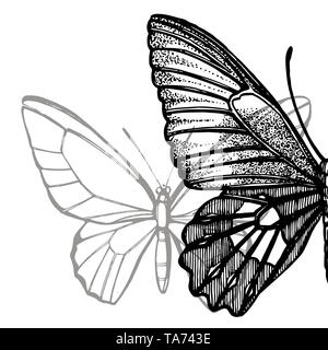 Schmetterlinge Silhouetten. Schmetterling Symbole auf weißem Hintergrund. Grafische Darstellung Stockfoto