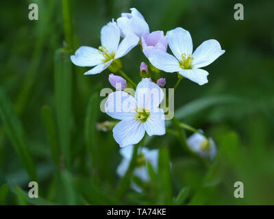 Wiesenschaumkraut (Cardamine pratensis) in einer Frühlingswiese Stockfoto