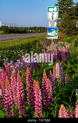 Green Gables Ufer, eine landschaftlich reizvolle Fahrt auf Prince Edward Island. Stockfoto