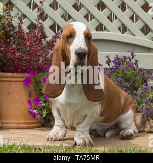 Basset hound Stockfoto