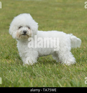 Bichon frise Stockfoto