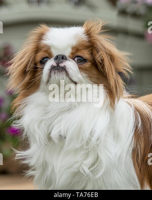 Japanische Kinn Hund Stockfoto