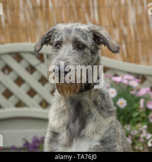 Irish Wolfhound Welpen Stockfoto