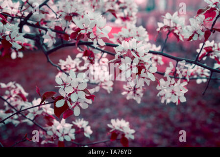Schönen apple blossom. Frühling Hintergrund mit weichen konzentrieren. Kopieren Sie Platz für Ihren Text Stockfoto