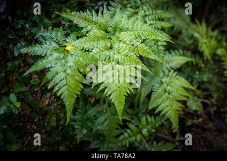 Schöne Farnblätter grünes Laub Blumen farn Hintergrund Stockfoto