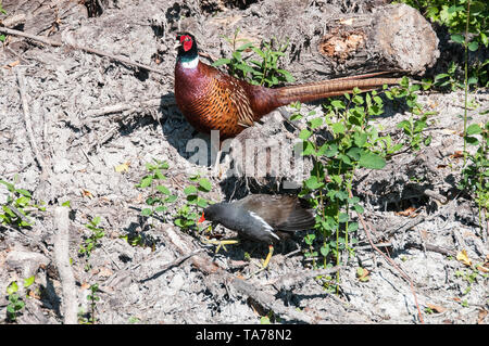 Männliche Fasan & ein Sumpfhuhn, Riverside Wildlife, Fluss Cam, Cambridge, Großbritannien Stockfoto