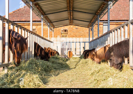 Islandpferd. Pferde Heu essen in einem offenen stabil. Österreich Stockfoto