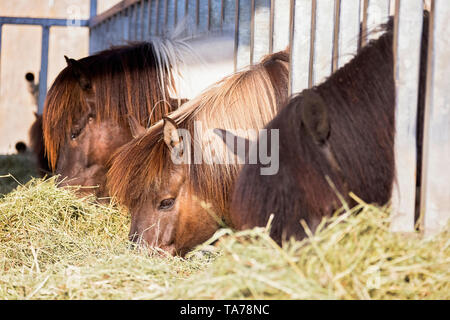 Islandpferd. Pferde Heu essen in einem offenen stabil. Österreich Stockfoto