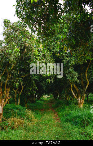 Mangobäume, Obstgarten oder wenig Wald. Landwirtschaftliche Konzept. Stockfoto