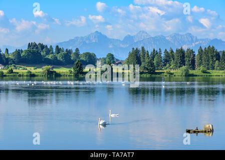Morgen Sommer am idyllischen See in der Nähe von Lechbruck Lech in Bayern Stockfoto