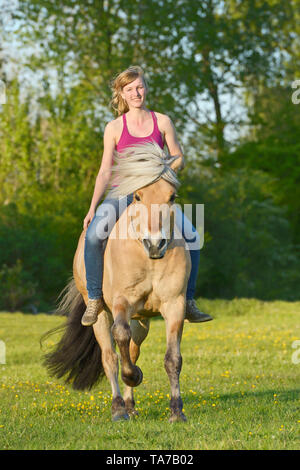 Norwegischen Fjord Pferd. Reiter auf Hengst Galopp Reiten ohne Sattel und nur mit einem Halsring. Deutschland Stockfoto