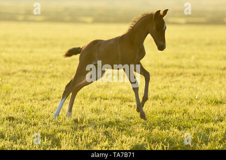 Paso Fino. Fohlen gallopieren auf einer Wiese im frühen Morgenlicht. Deutschland Stockfoto