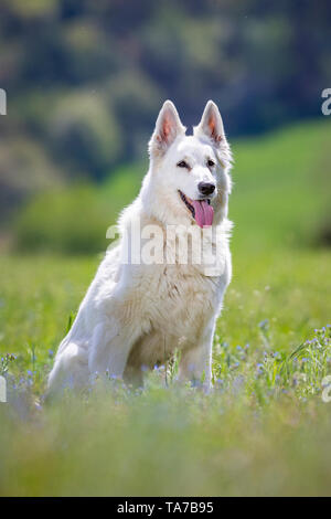 Berger Blanc Suisse, Weisser Schweizer Schäferhund. Nach sitzen auf einer Wiese. Deutschland Stockfoto