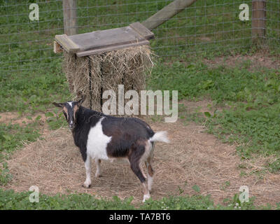 Nigerianische Zwergziegen an Heu feeder Heu essen. Hinterhof kleinen Bauernhof Haustiere. Hobby Farm Vieh. Stockfoto