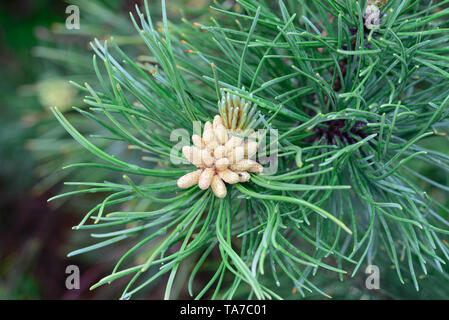 Pinus mugo männliche Blüten Makro Stockfoto