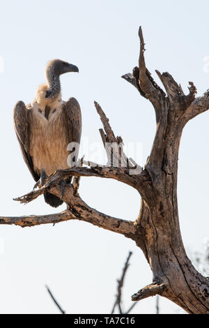 Ein Weiß-backed Geier auf dem Zweig eines toten Baum gehockt. Stockfoto