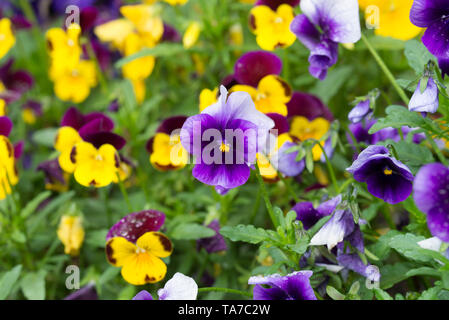 Garten Stiefmütterchen, Viola tricolor Blumen Makro Stockfoto